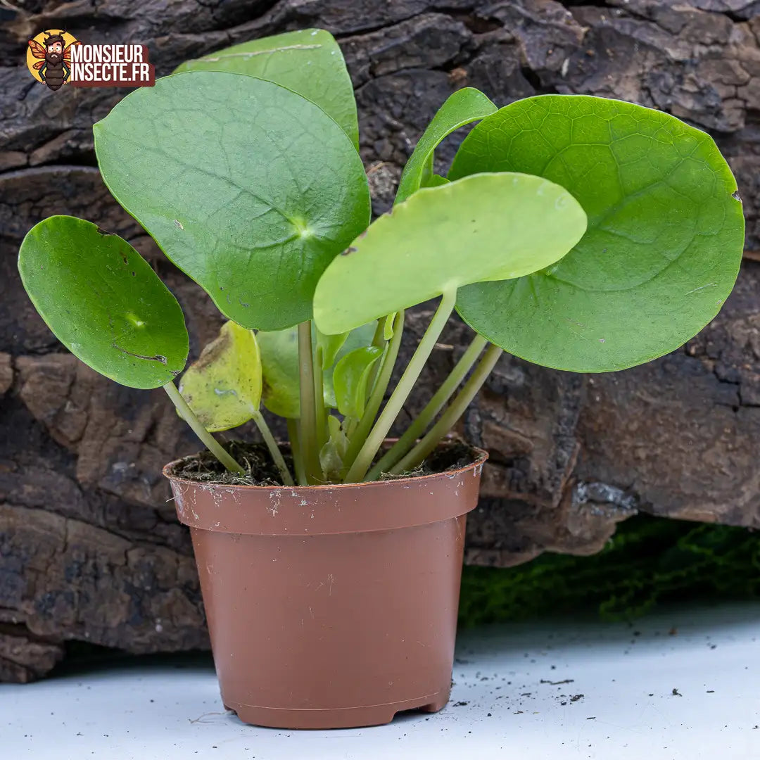 achat-pilea-peperomioides-1