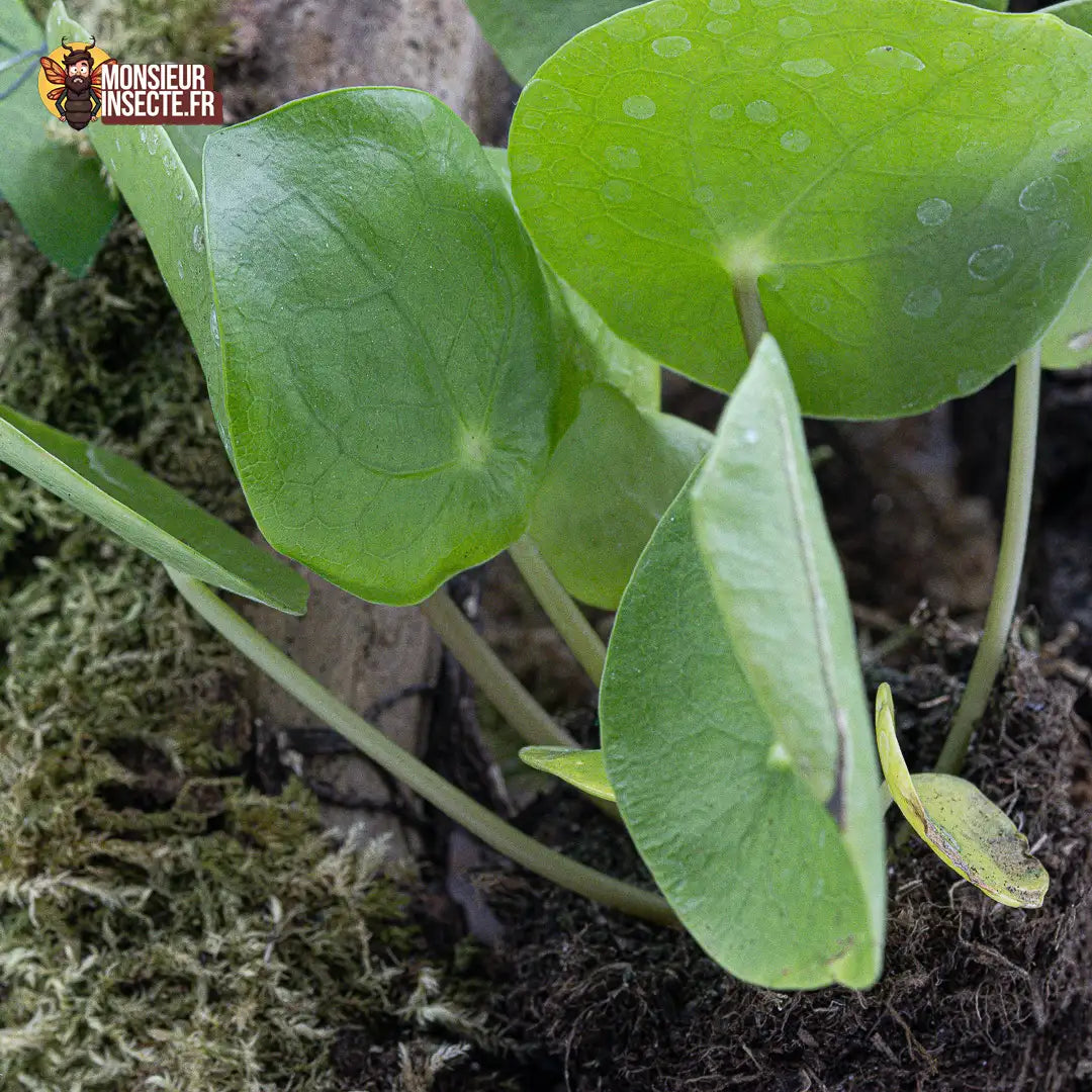 achat-pilea-peperomioides-2