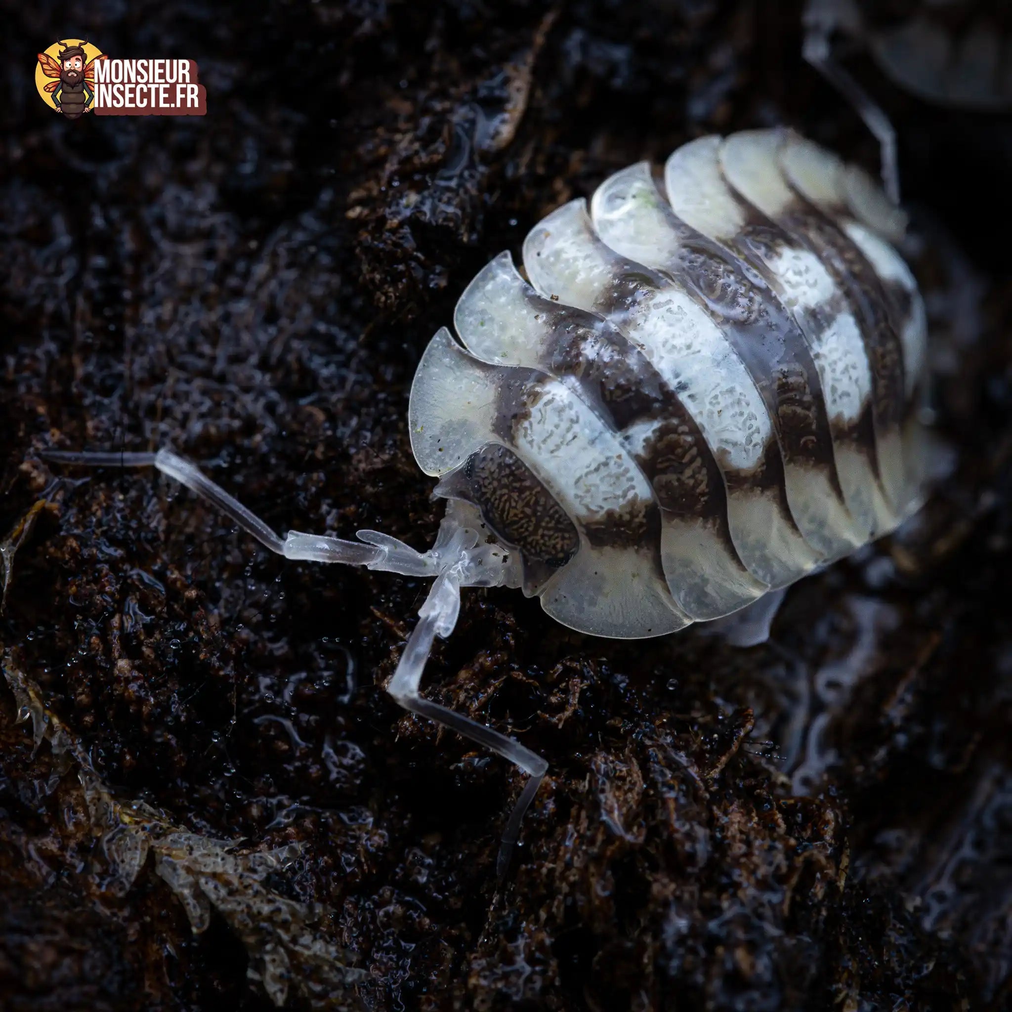 achat-porcellio-expansus-2