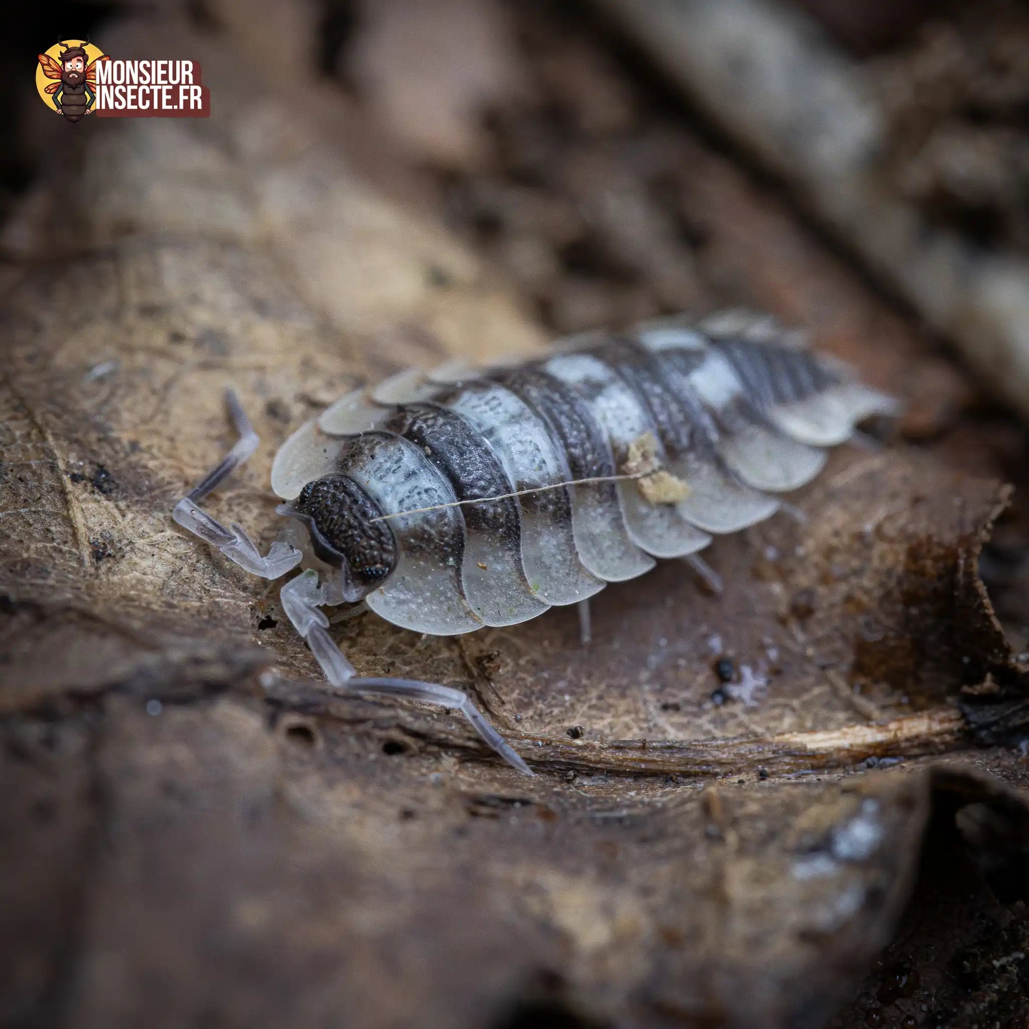 achat-porcellio-expansus-33
