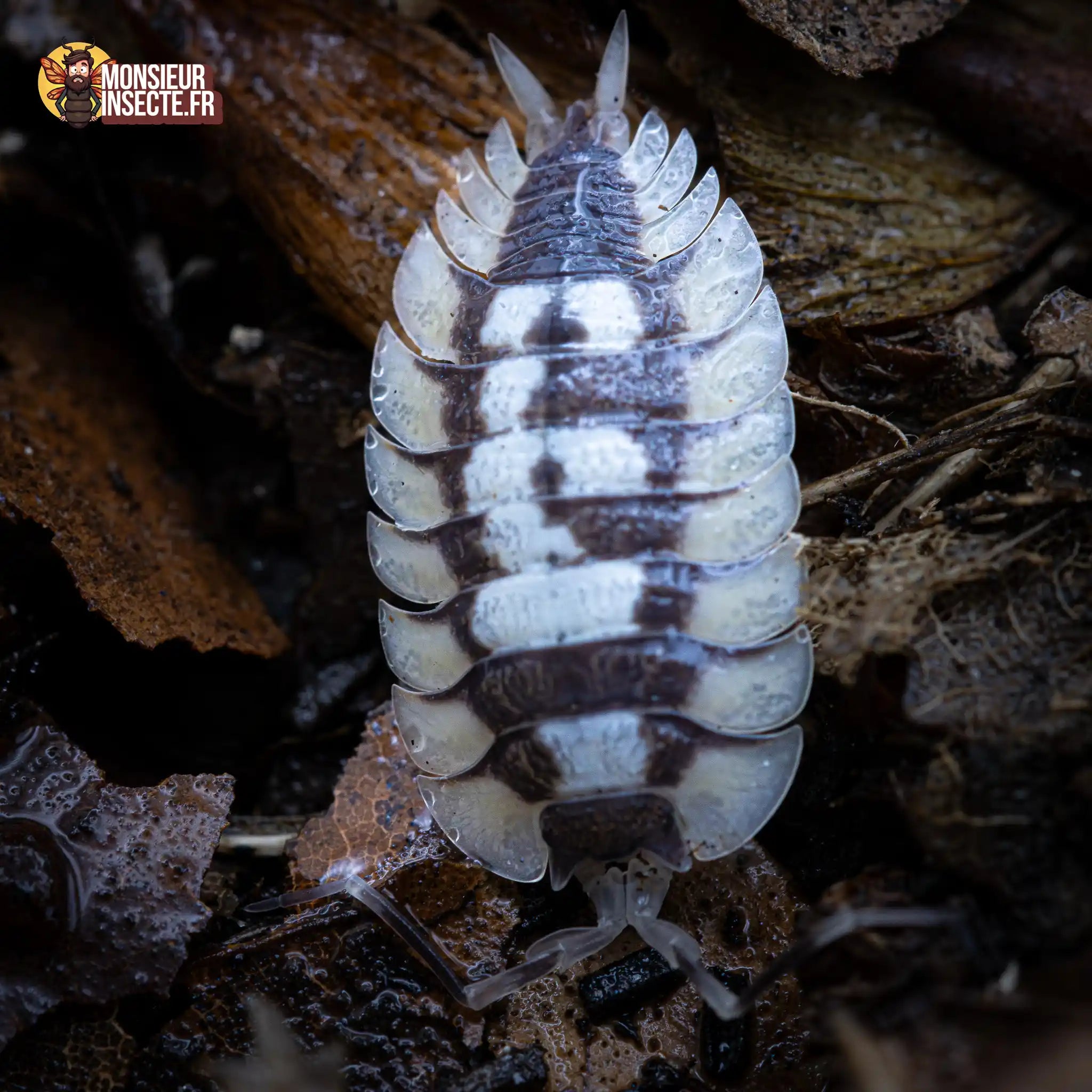 achat-porcellio-expansus-4