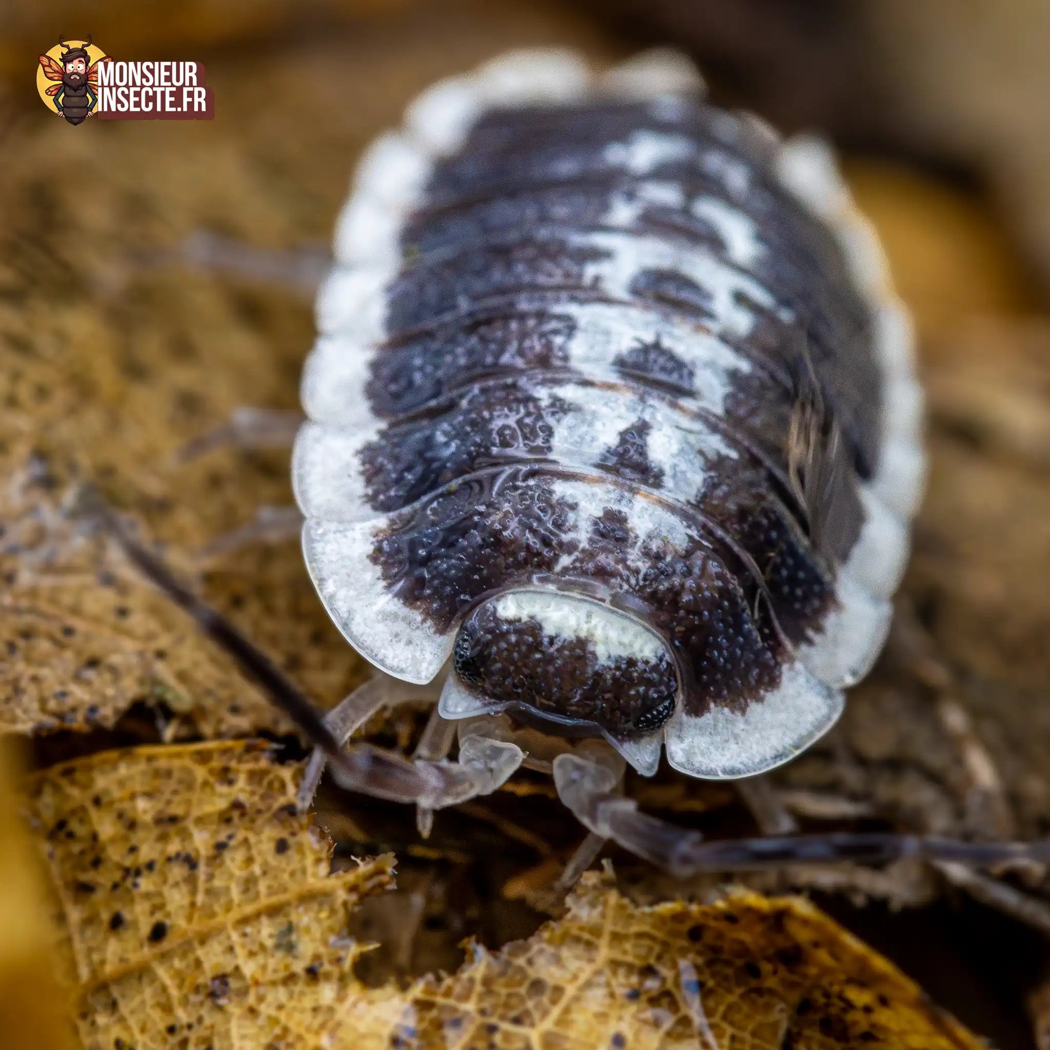 achat-porcellio-flavomarginatus-3
