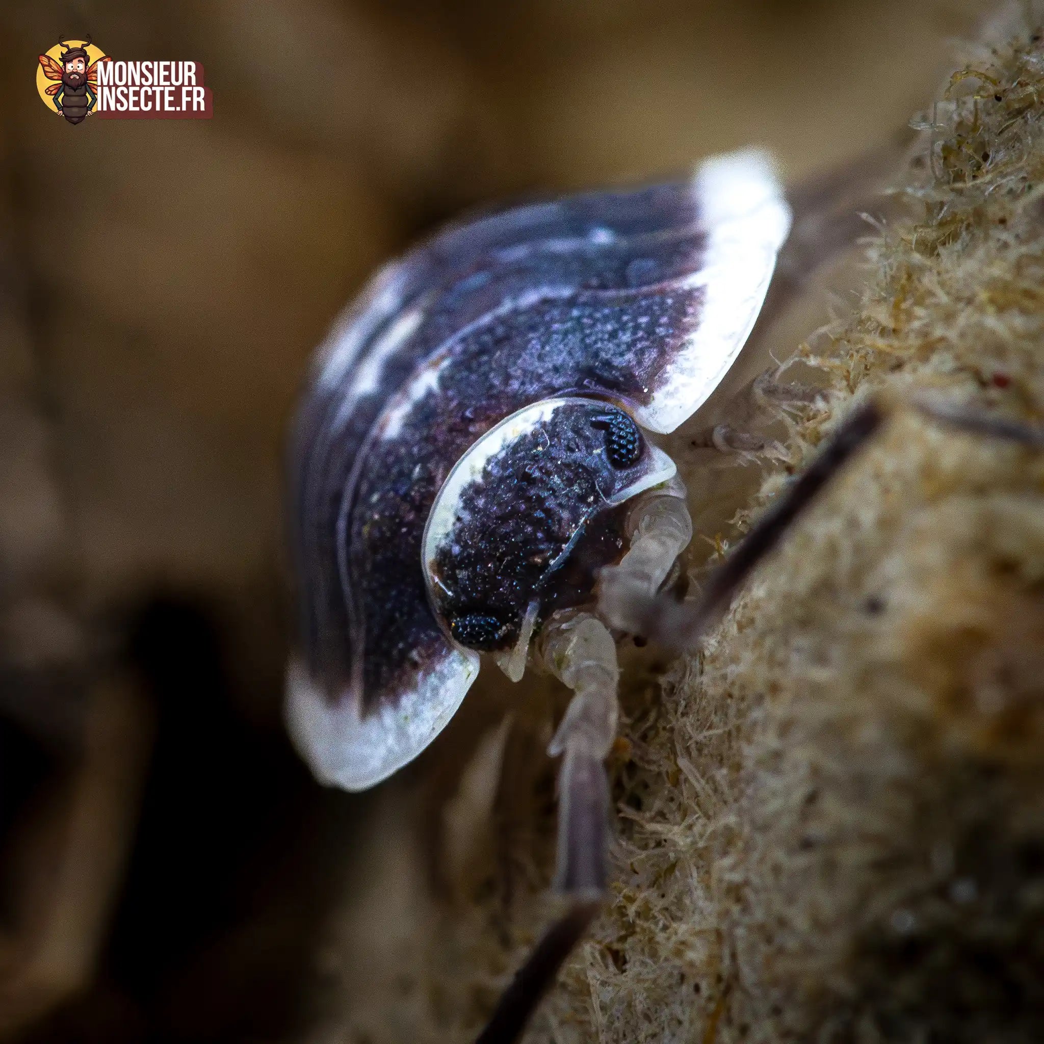 achat-porcellio-flavomarginatus-4