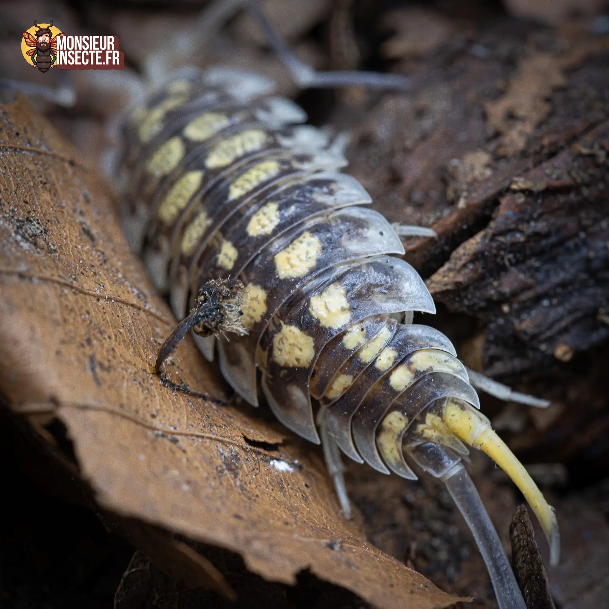 achat-porcellio-haasi-high-yellow-1