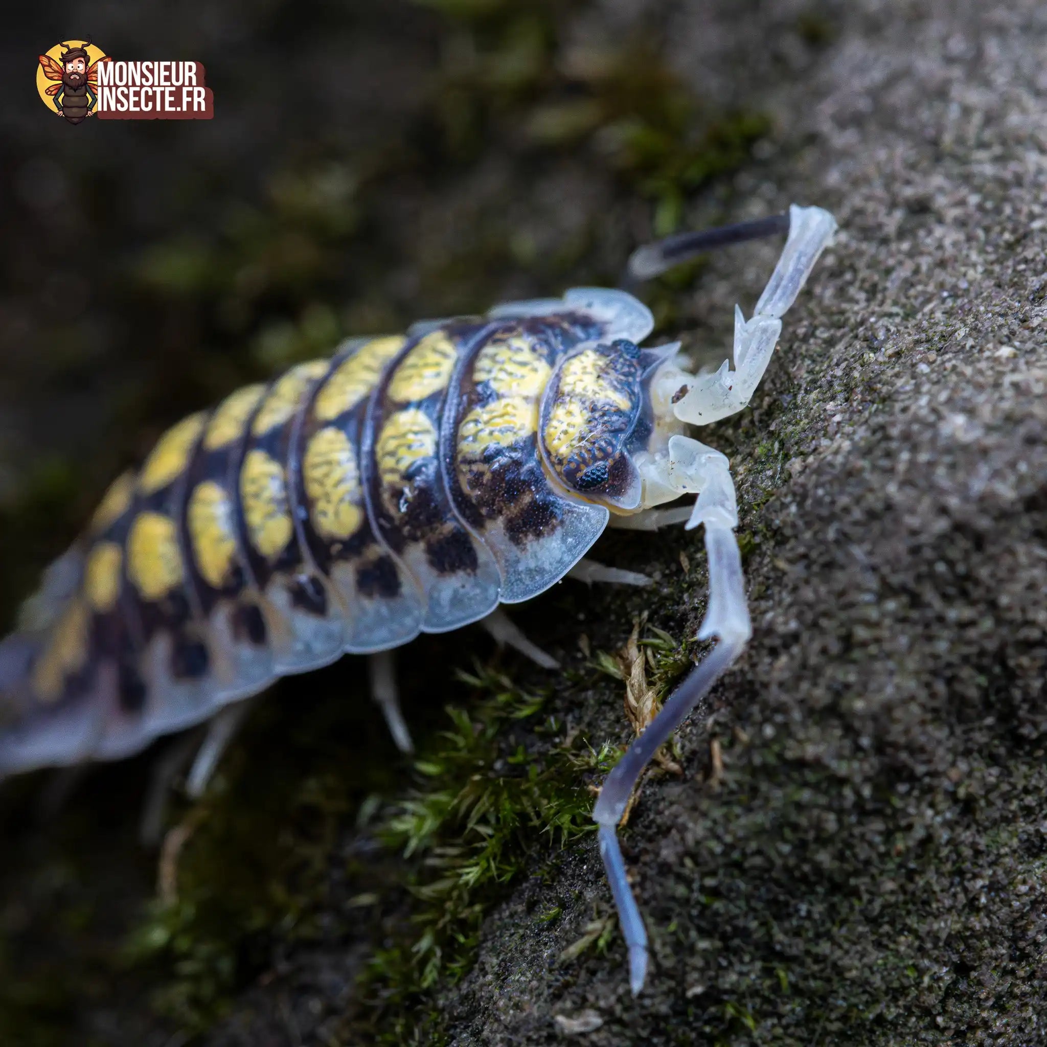 achat-porcellio-haasi-high-yellow-7