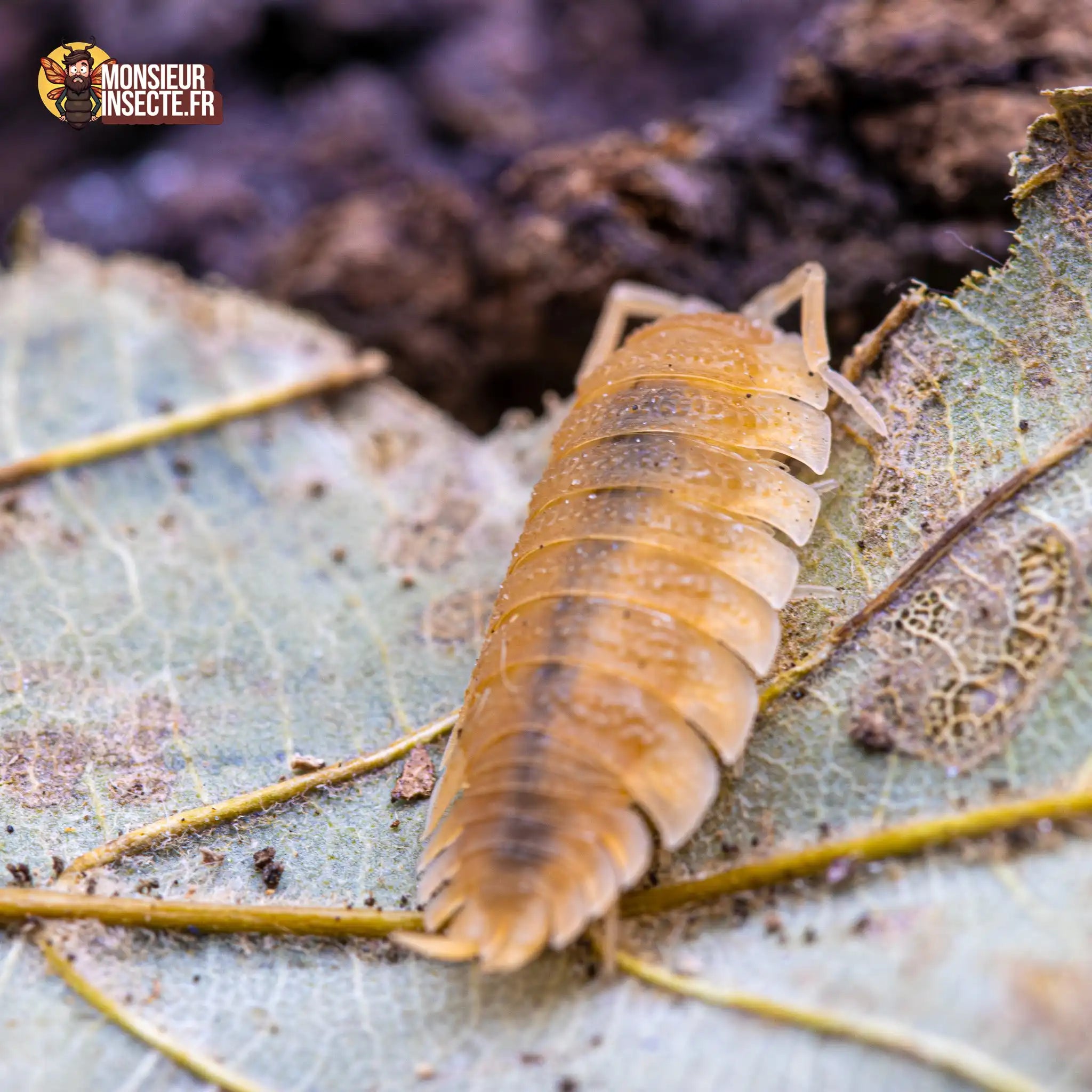 achat-porcellio-scaber-yellow-sun-2