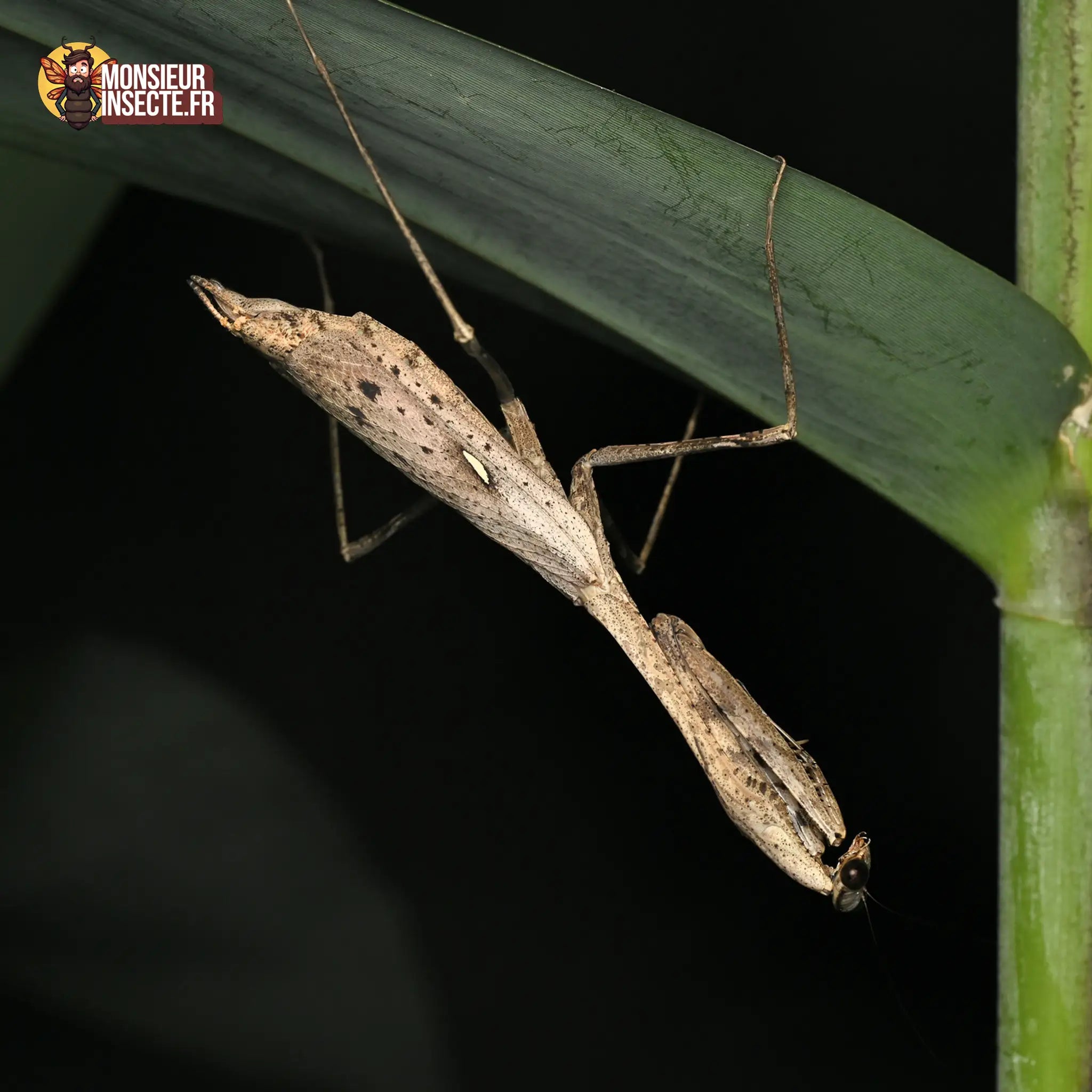 achat-pseudoempusa-pinnapavonis 2