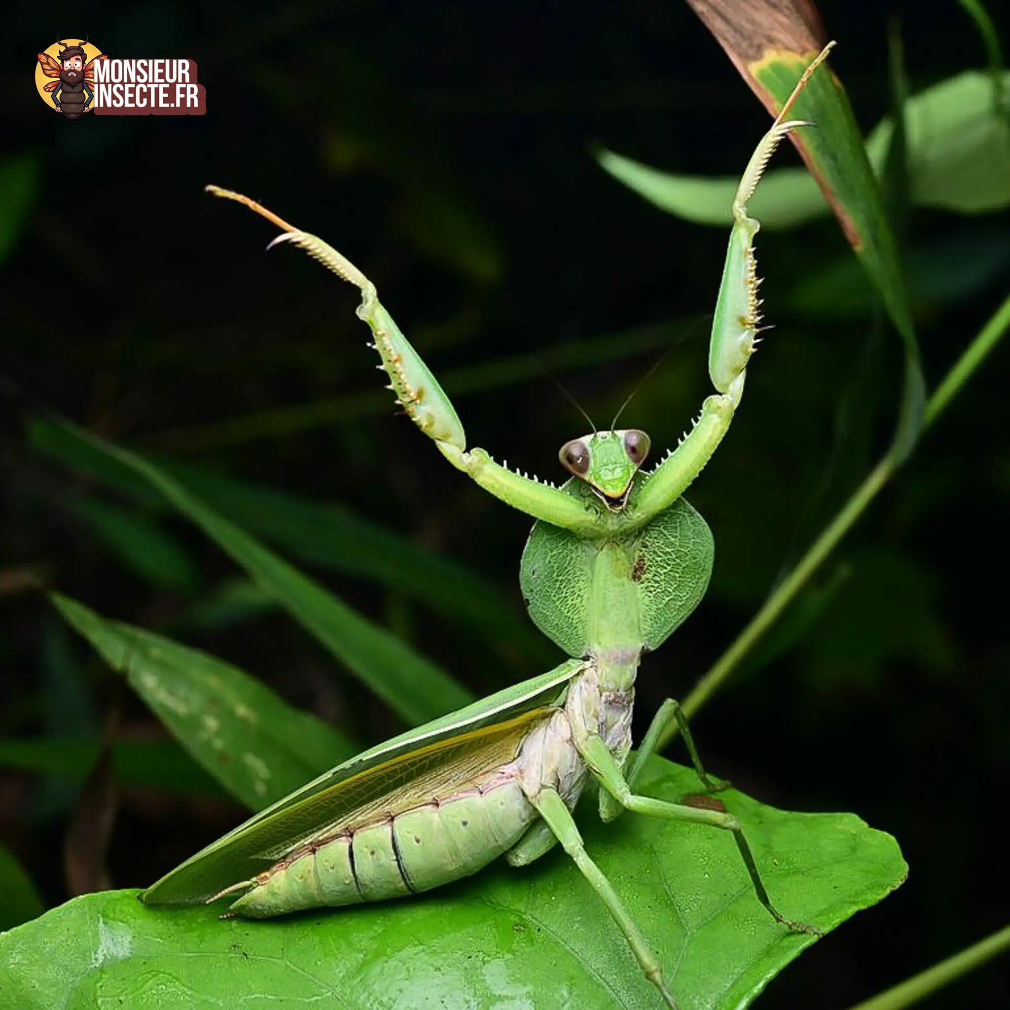 achat-rhombodera-latipronotum-3