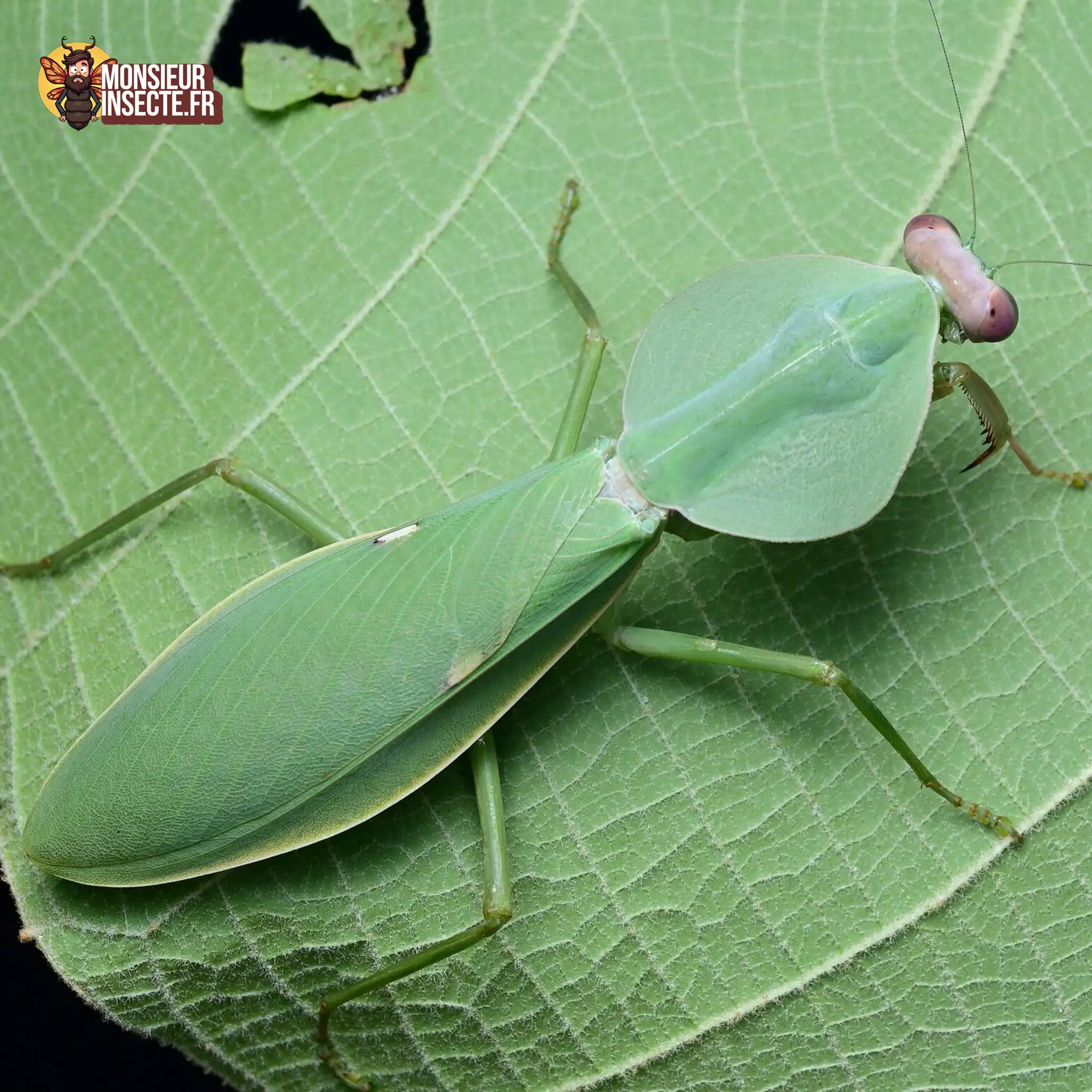 achat-rhombodera-latipronotum-4