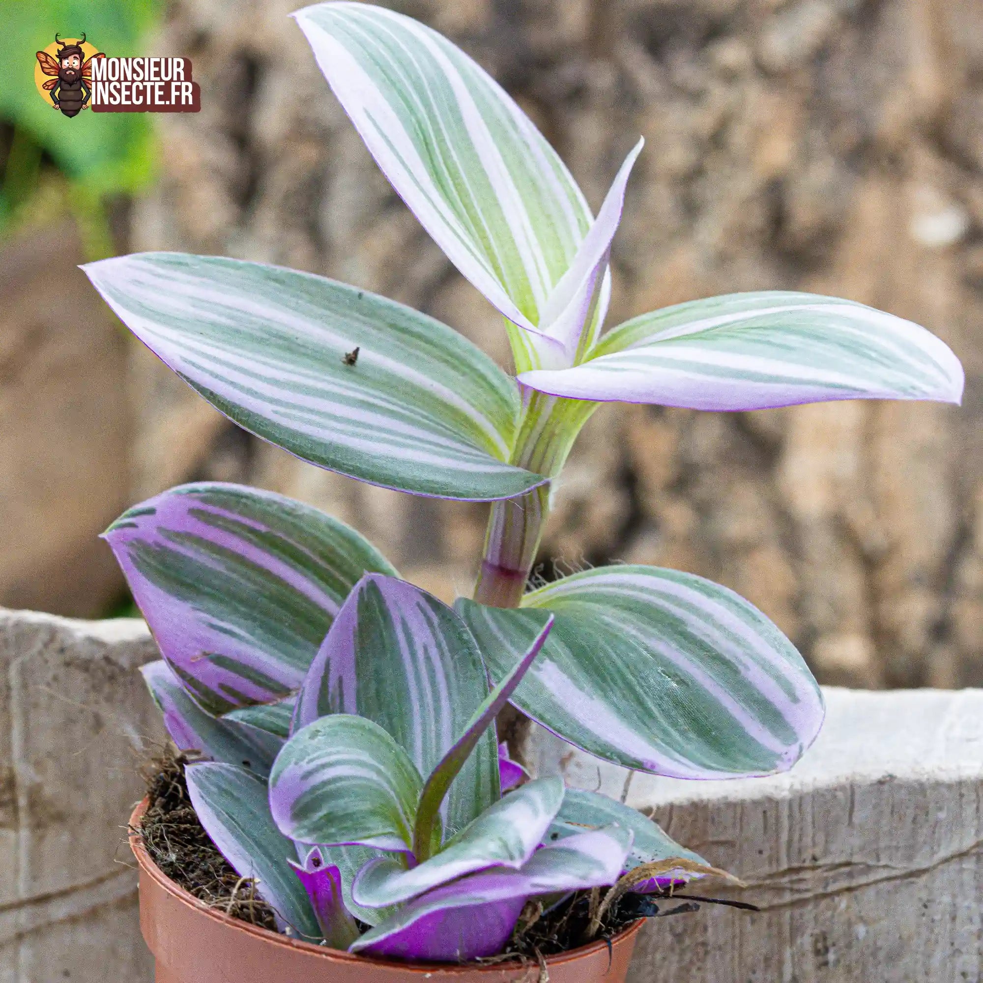 achat-tradescantia-nanouk-2