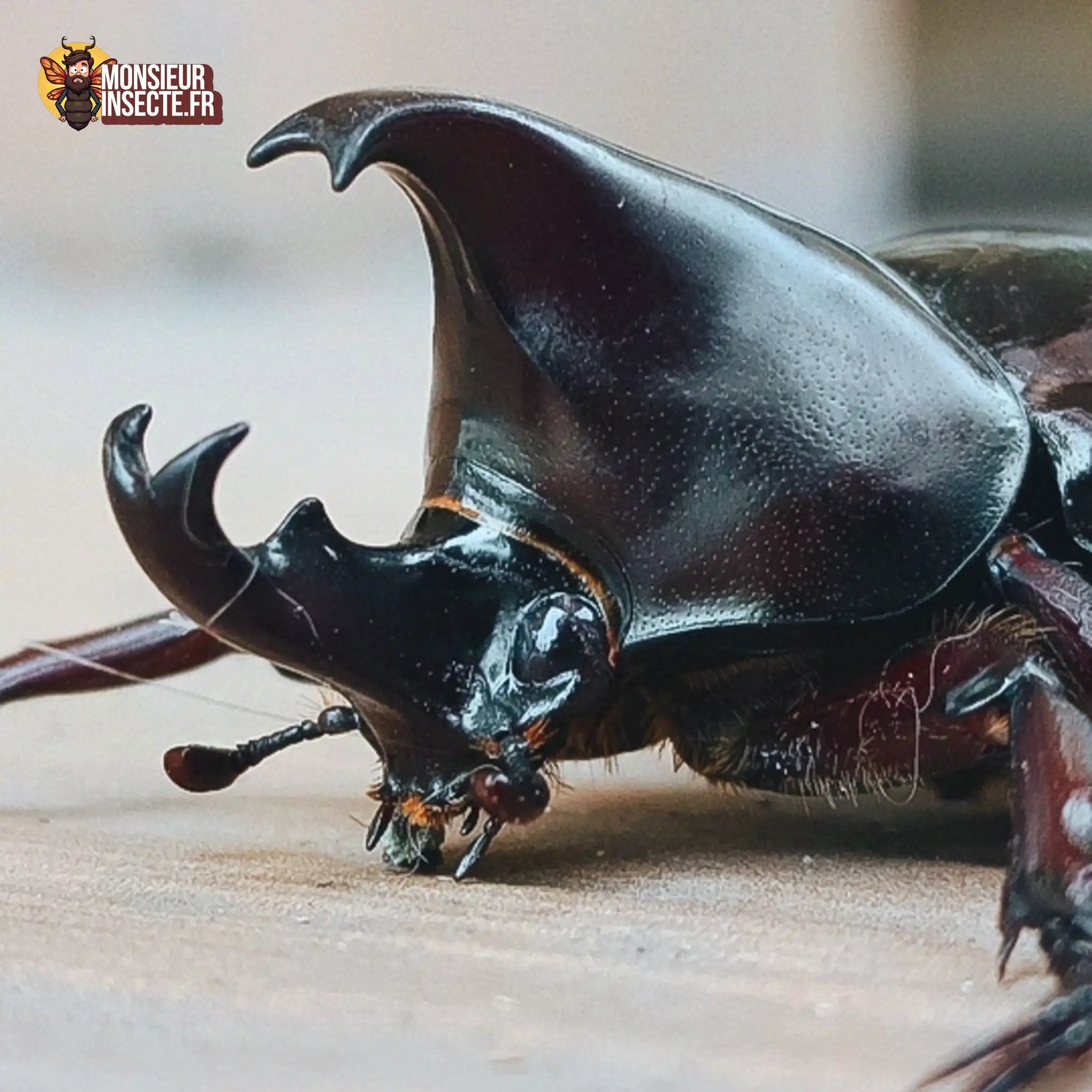 achat-xylotrupes-gideon-3