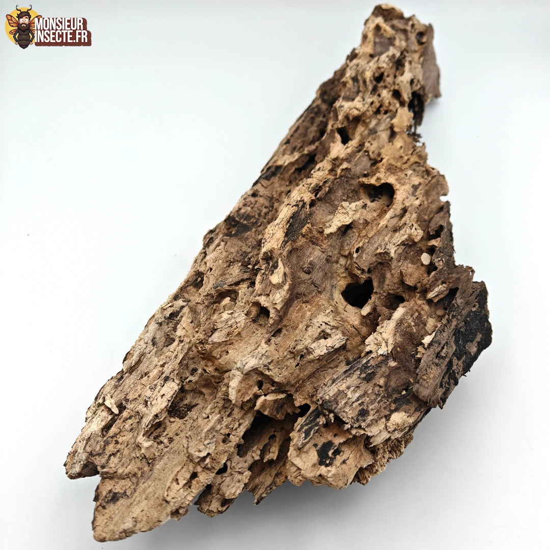 Décoration terrarium | Bois ou Ecorce 25 à 40 cm (Stérile)