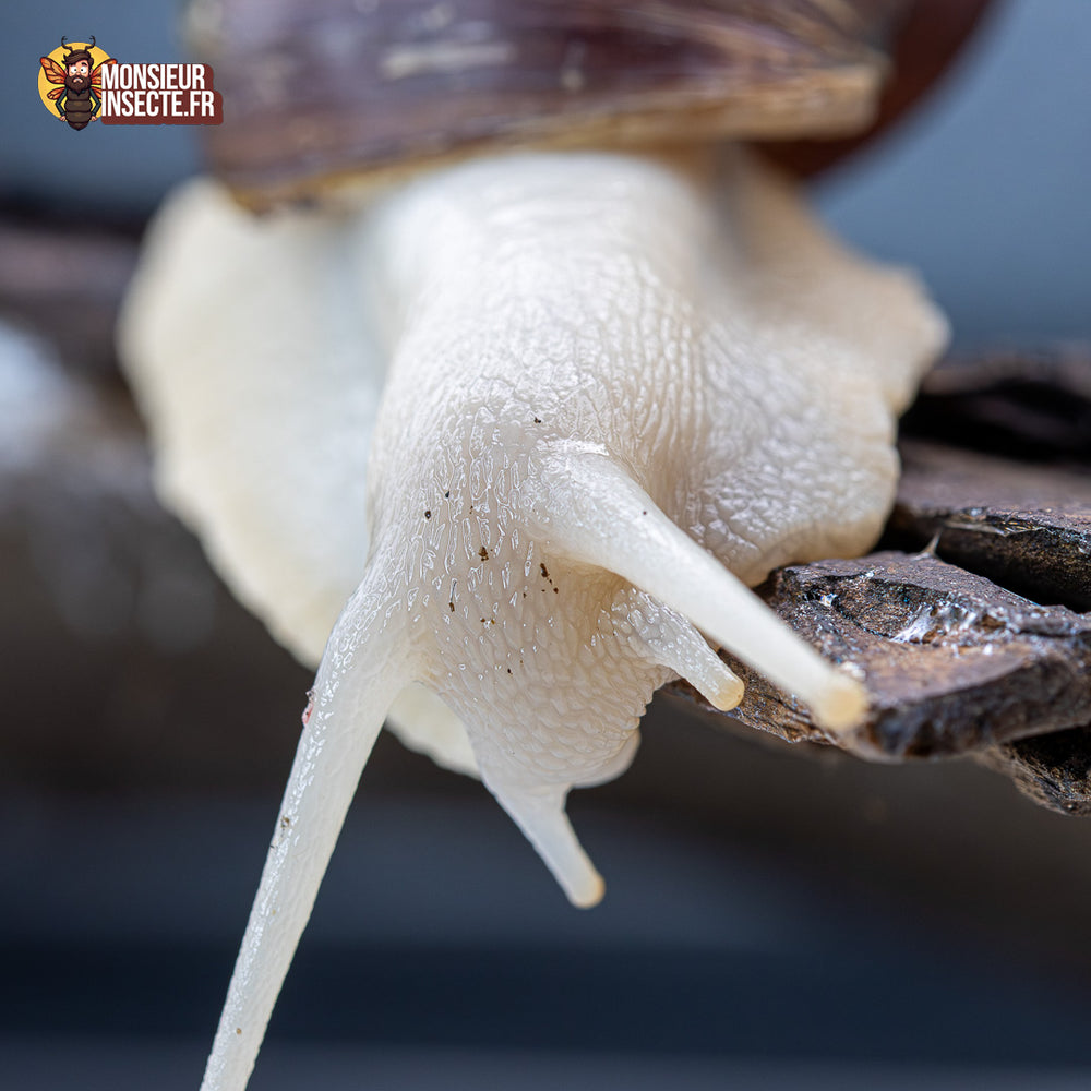 Achat Lissachatina fulica White Jade – Escargot géant blanc africain