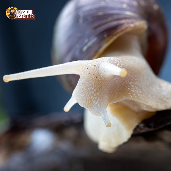 Achat Lissachatina fulica White Jade – Escargot géant blanc africain