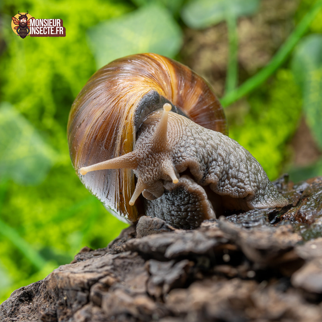 achat escargot géant 1