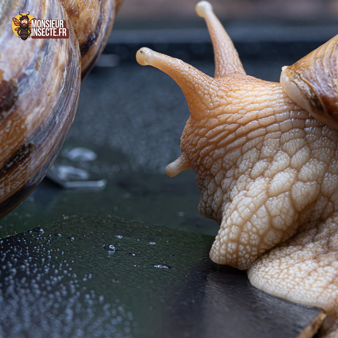 achat escargot geant 5
