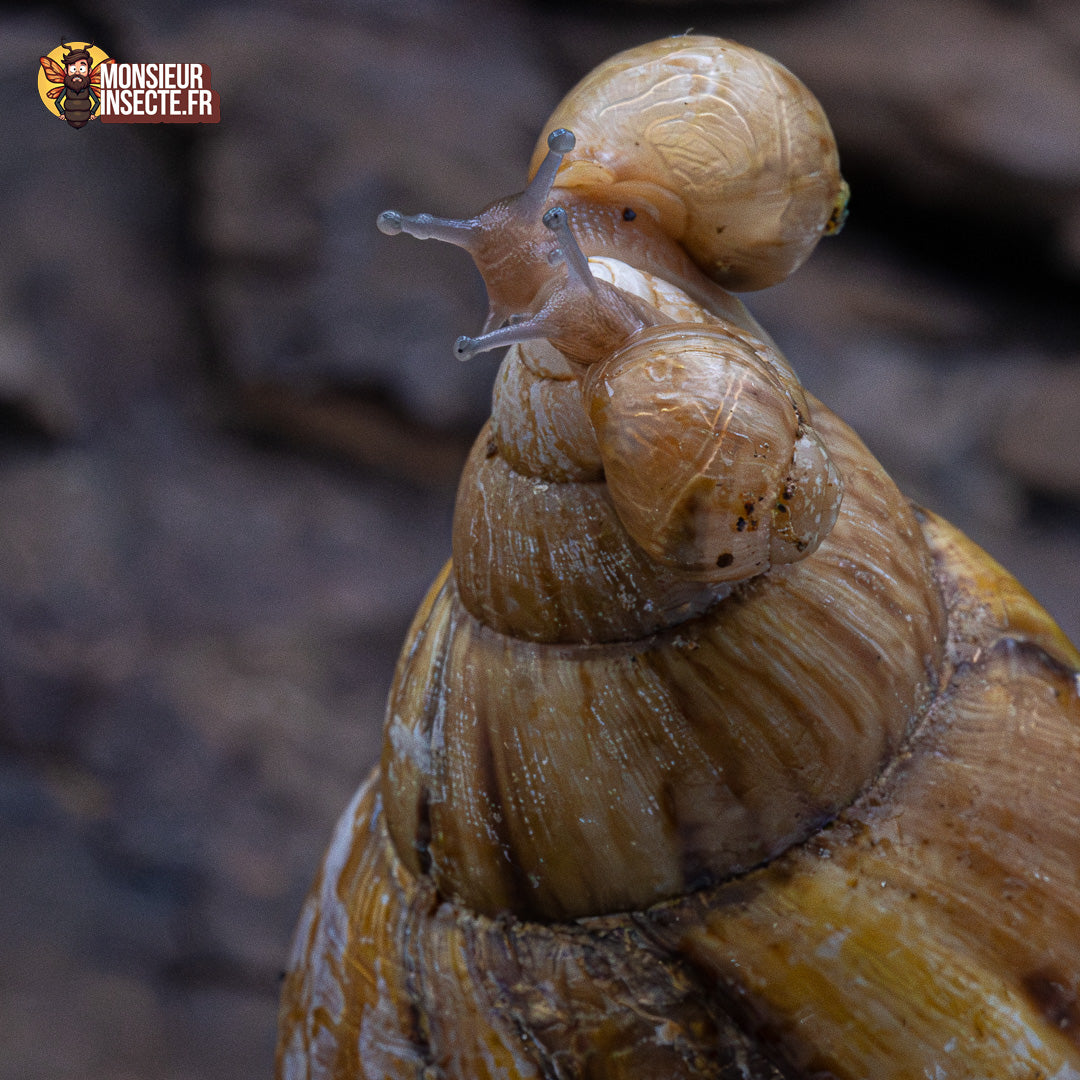 achat escargot geant 8