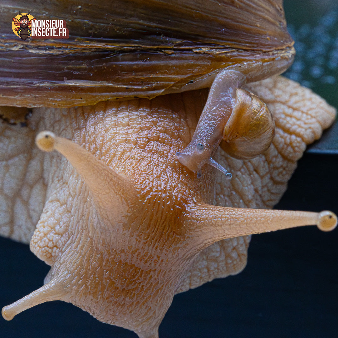 achat escargot lissachatina imaculata 1