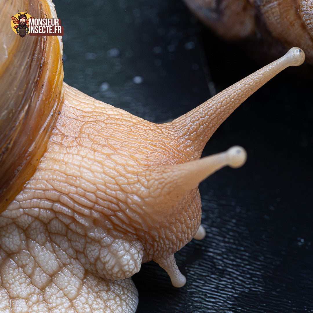 achat escargot lissachatina imaculata 2