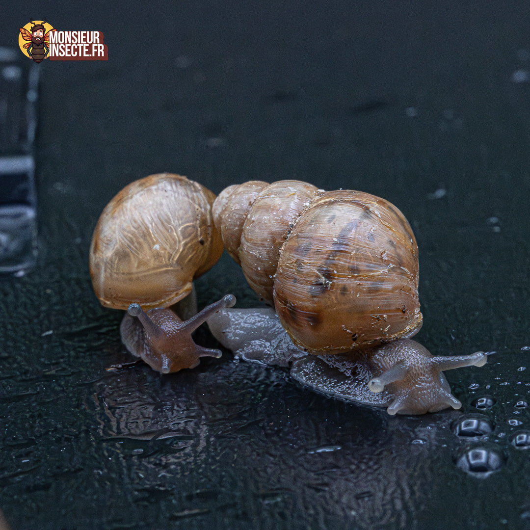 achat escargot lissachatina imaculata 3