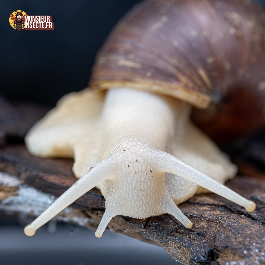 achat escargot lissachatina white jade 5