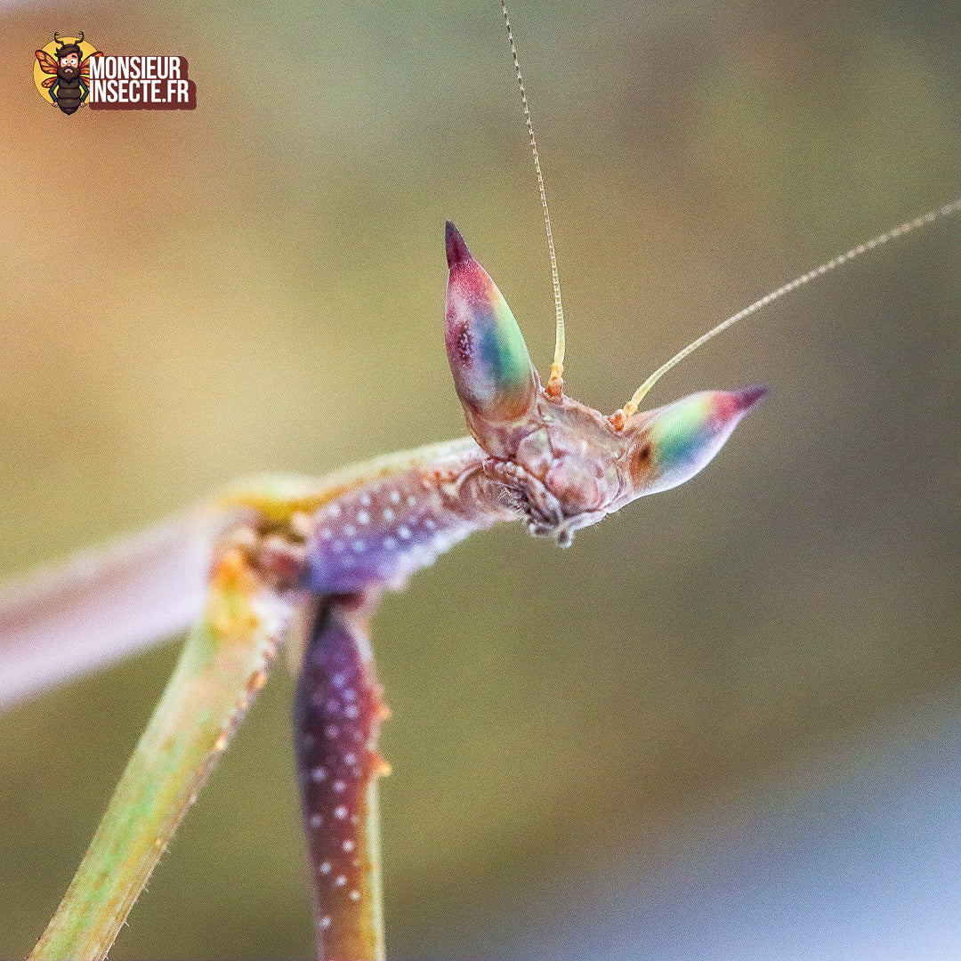 achat heterochaeta orientalis 2