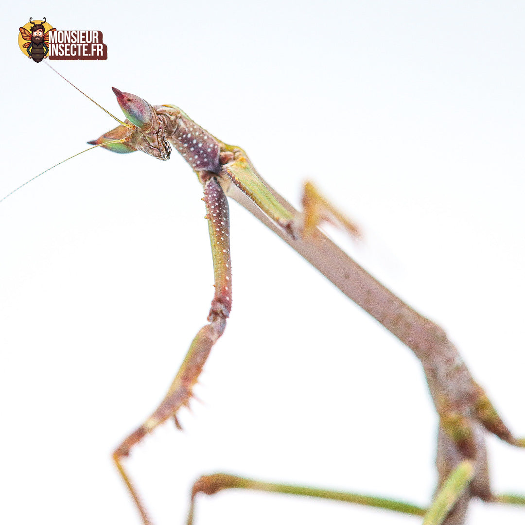 achat heterochaeta orientalis 3