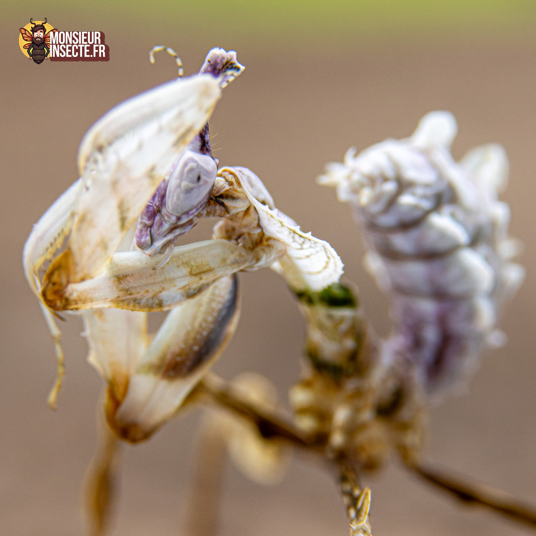 achat idolomantis diabolica 14