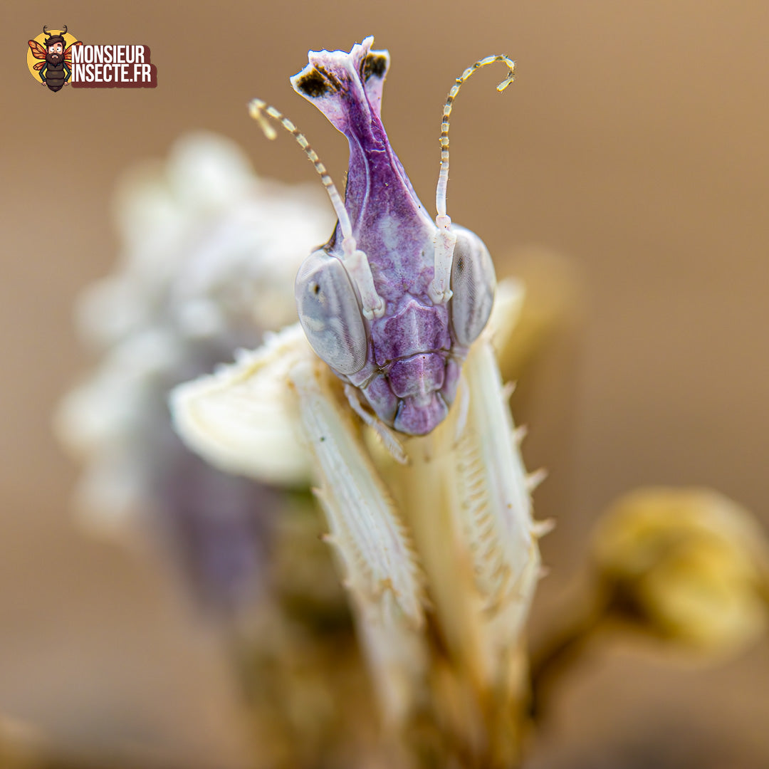 achat idolomantis diabolica 4