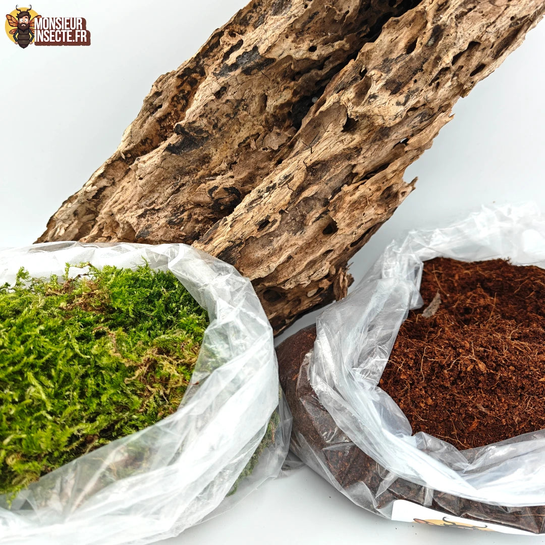Kit décoration terrarium | Mousse, Tourbe de coco et bois