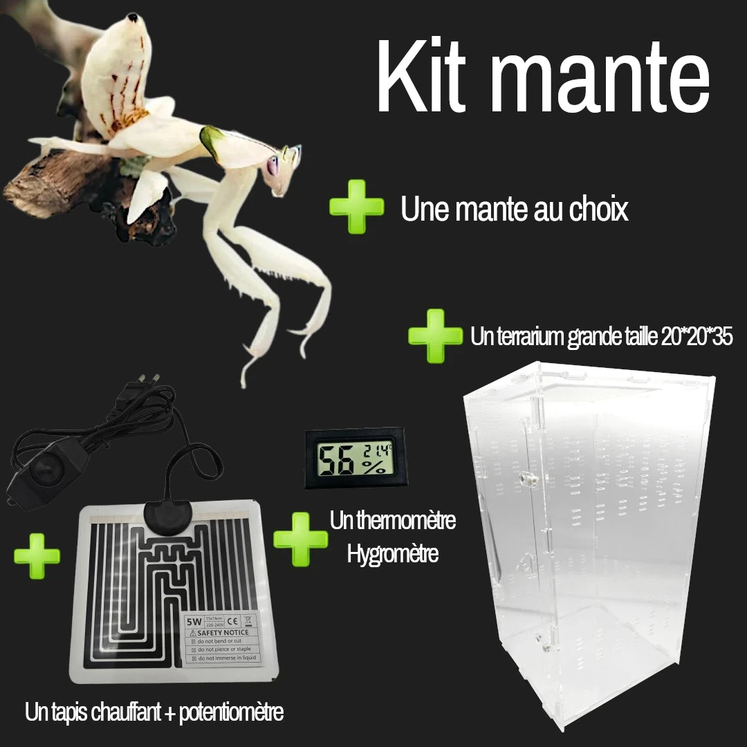 Kit d'élevage | Mante religieuse