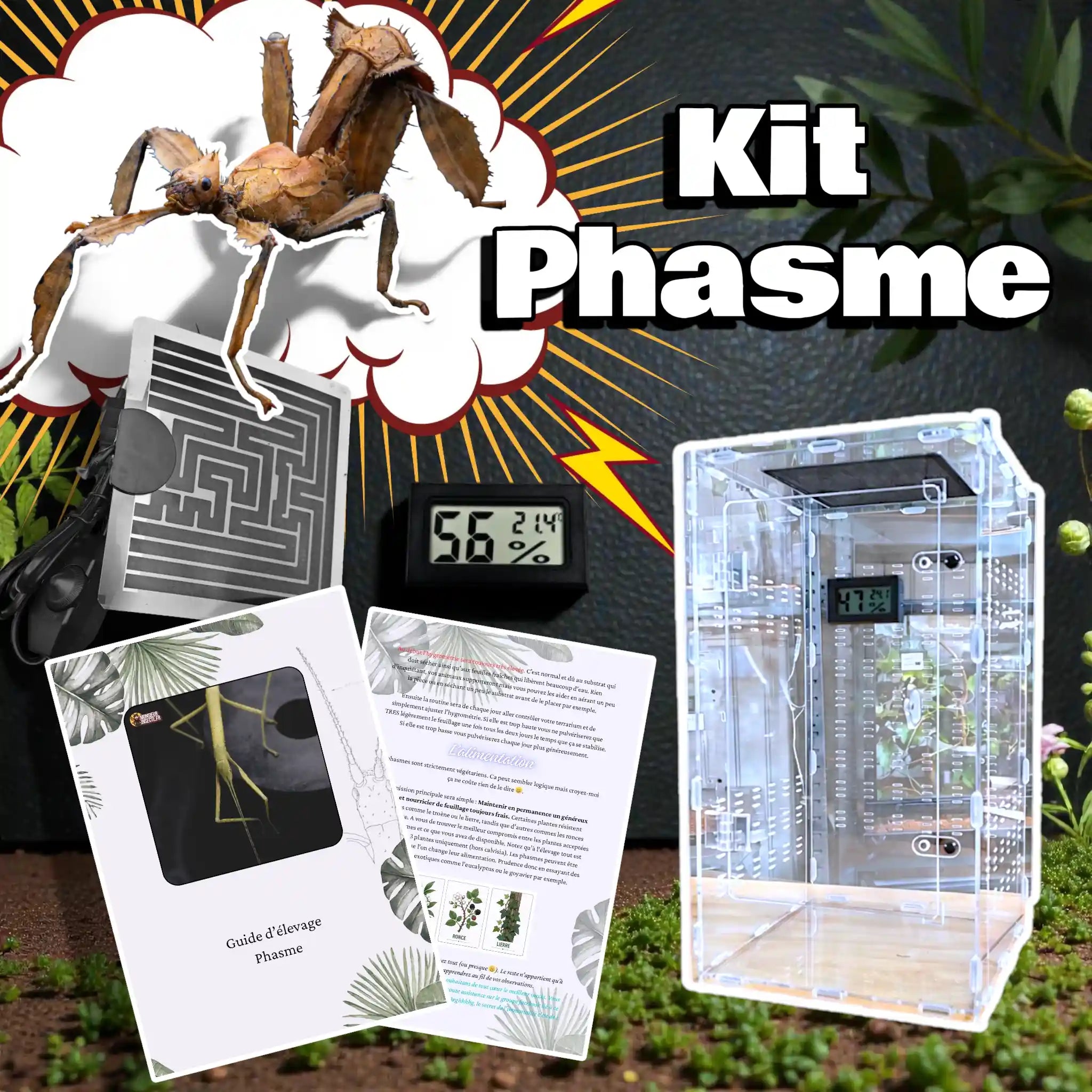 achat kit élevage phasme 1