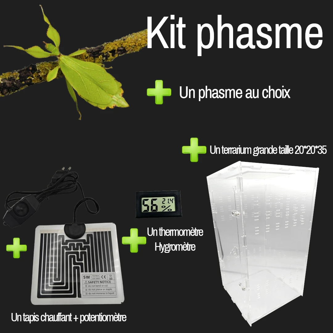 Kit d'élevage | Phasme