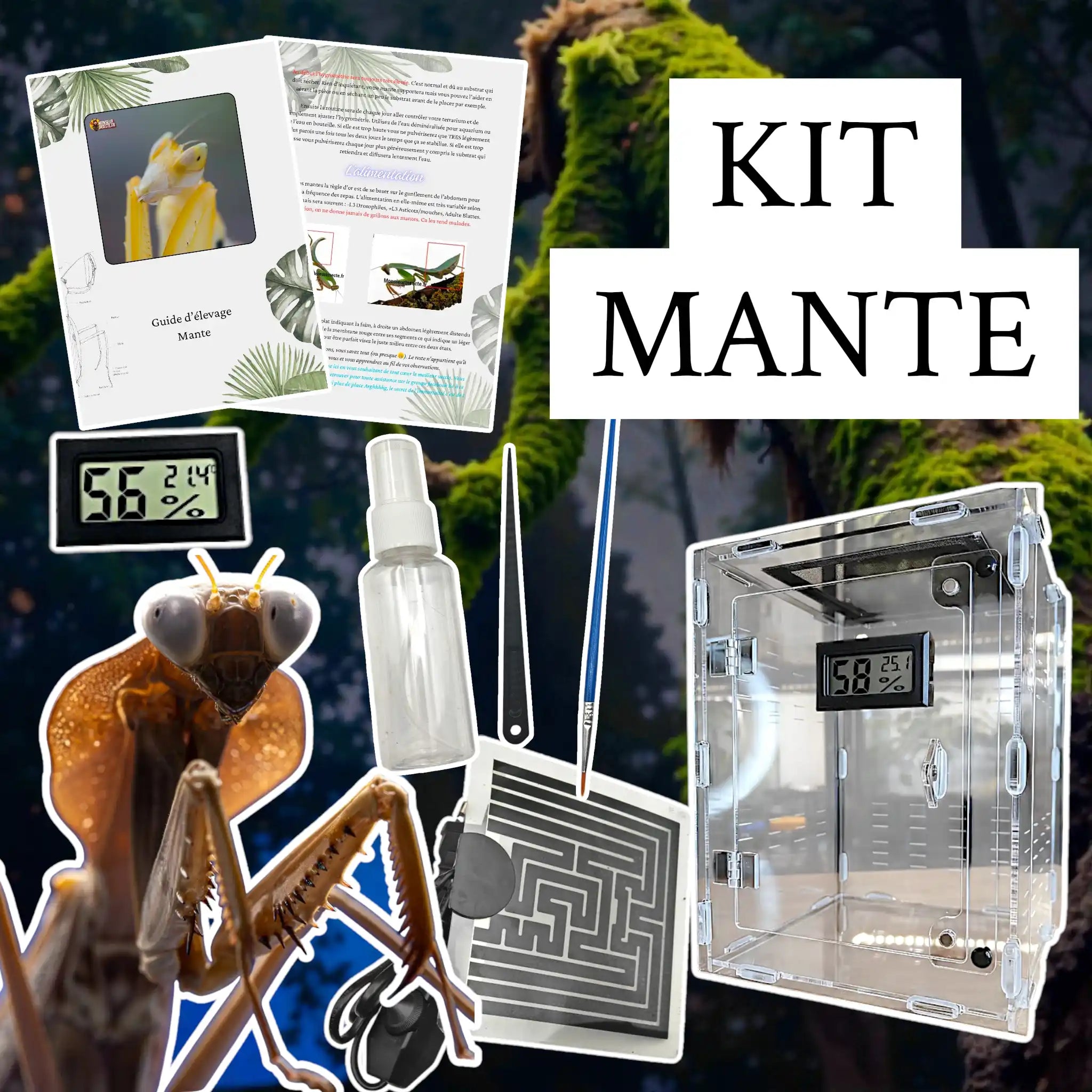 achat kit élevage mante religieuse