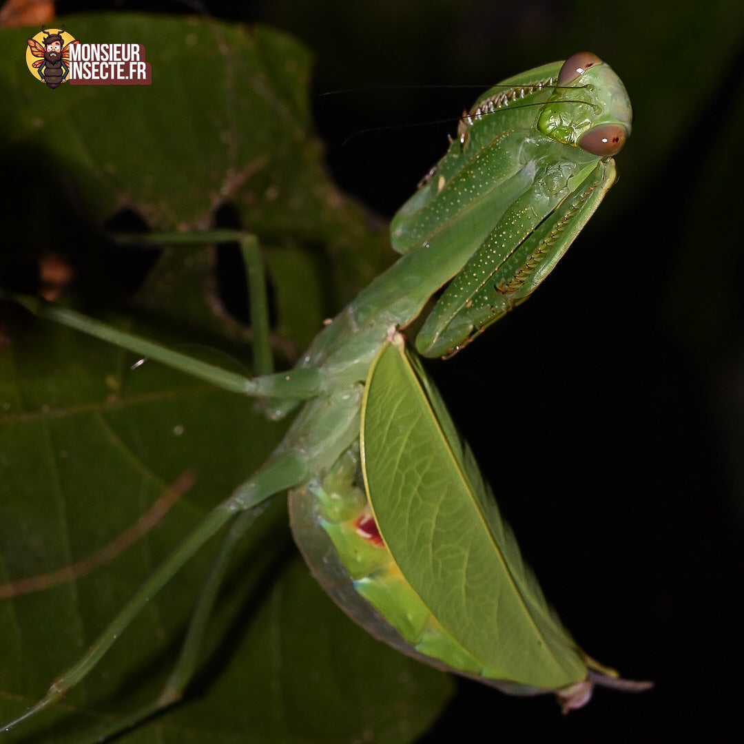 achat_macromantis_hylania_mante_geante 3