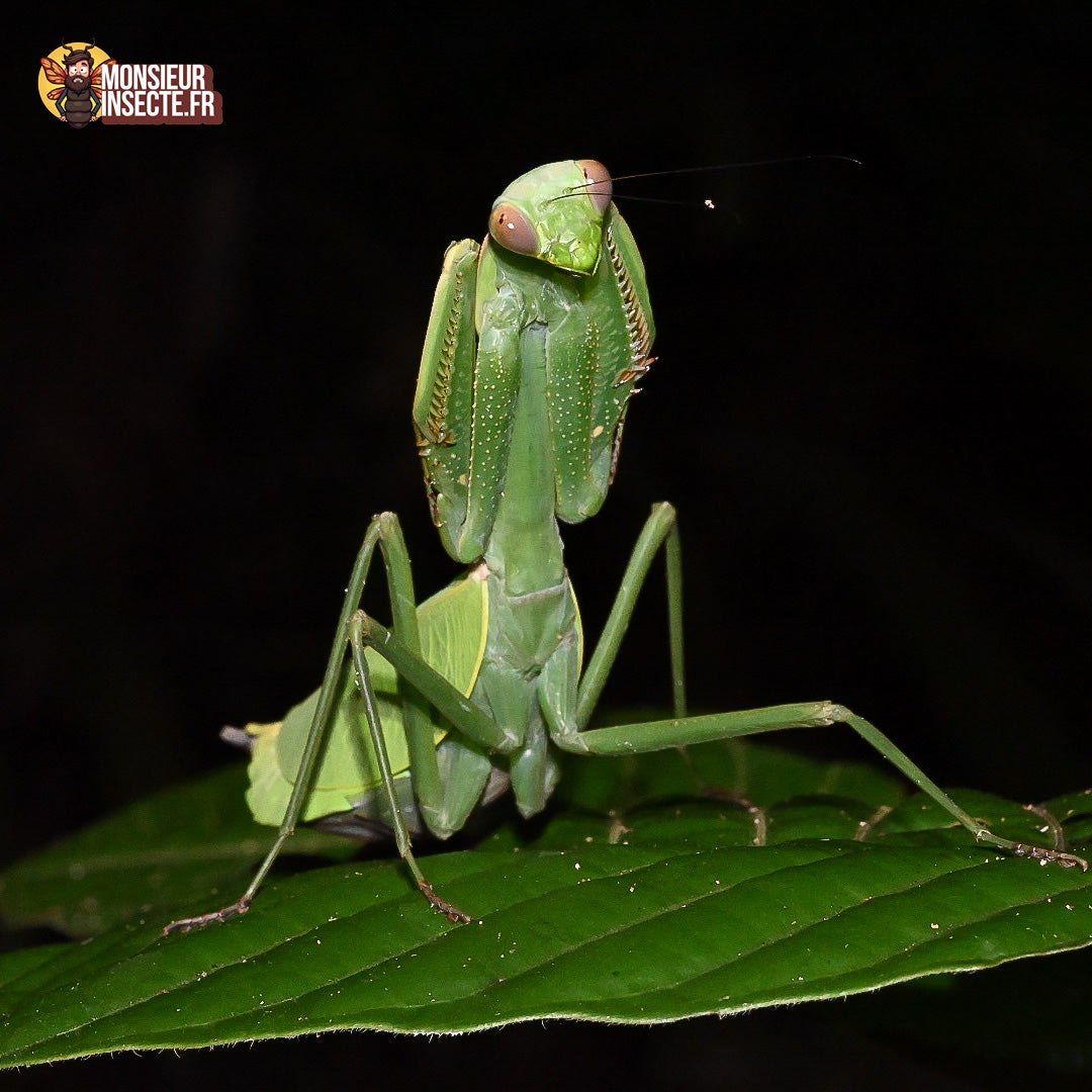 achat_macromantis_hylania_mante_geante 5