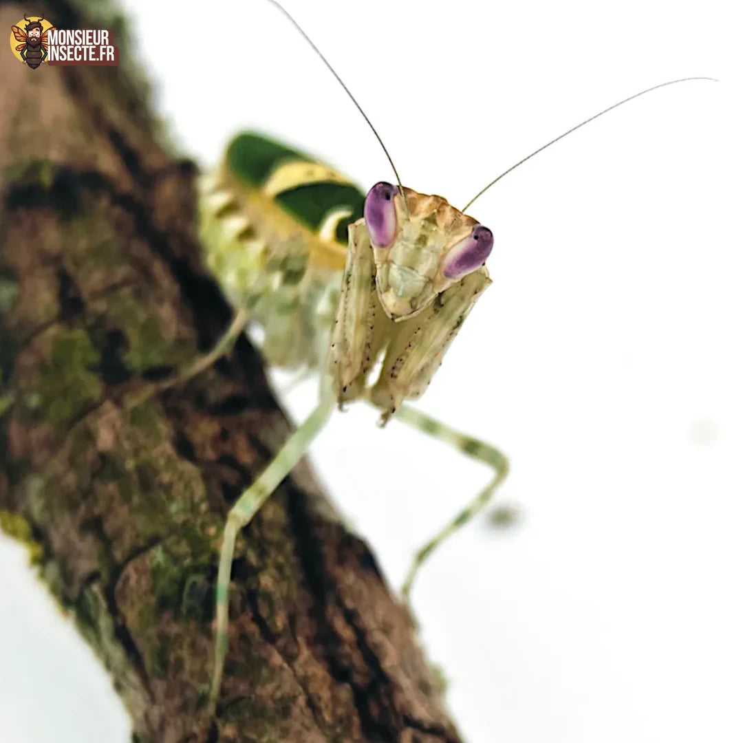Mante religieuse | Creobroter Gemmatus (mante asiatique)