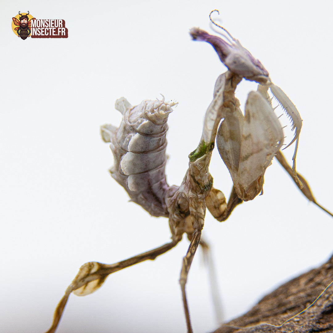 achat mante fleur du diable 1