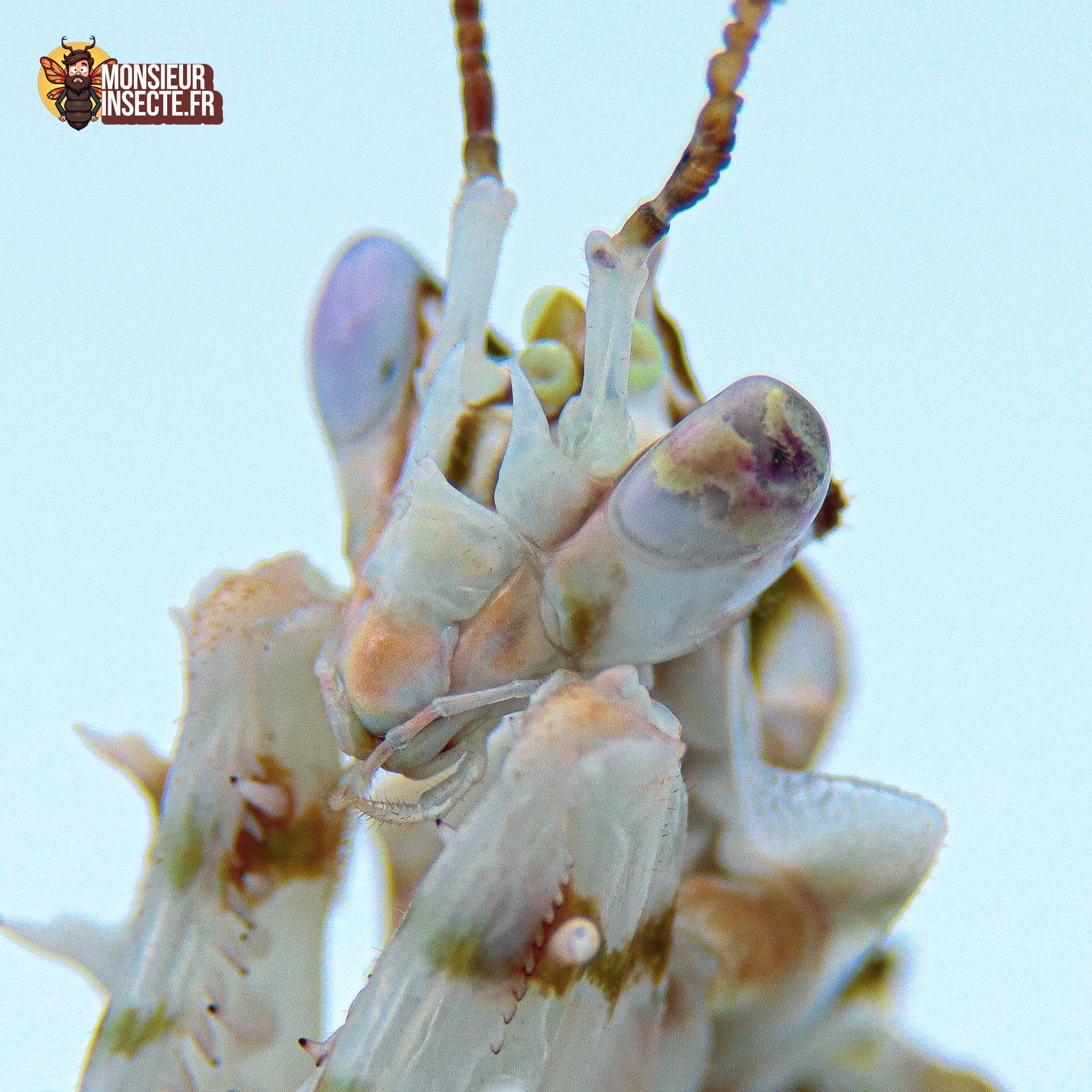achat mante fleur épineuse pseudocrobotra wahlbergii 2