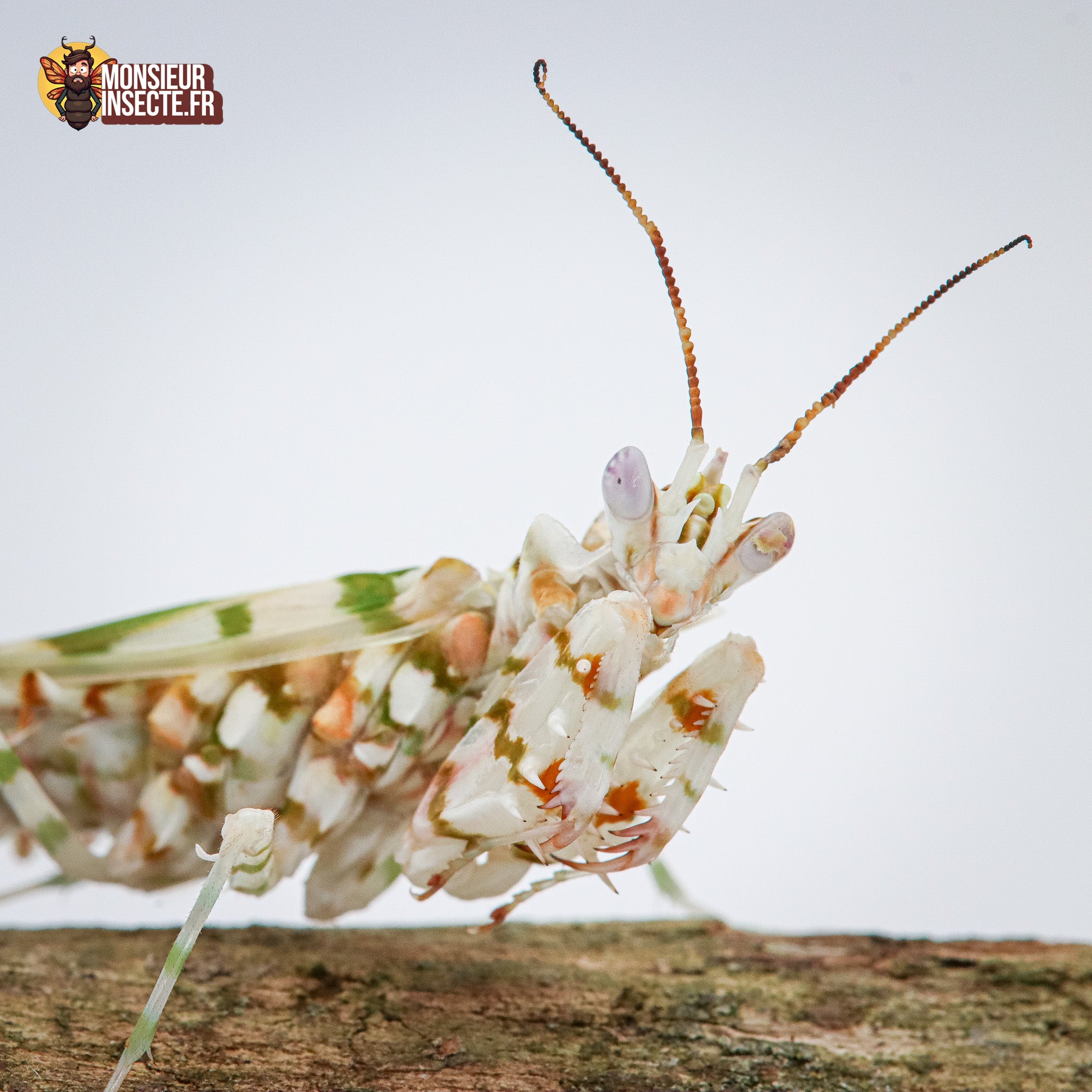 achat mante fleur épineuse pseudocrobotra wahlbergii 3