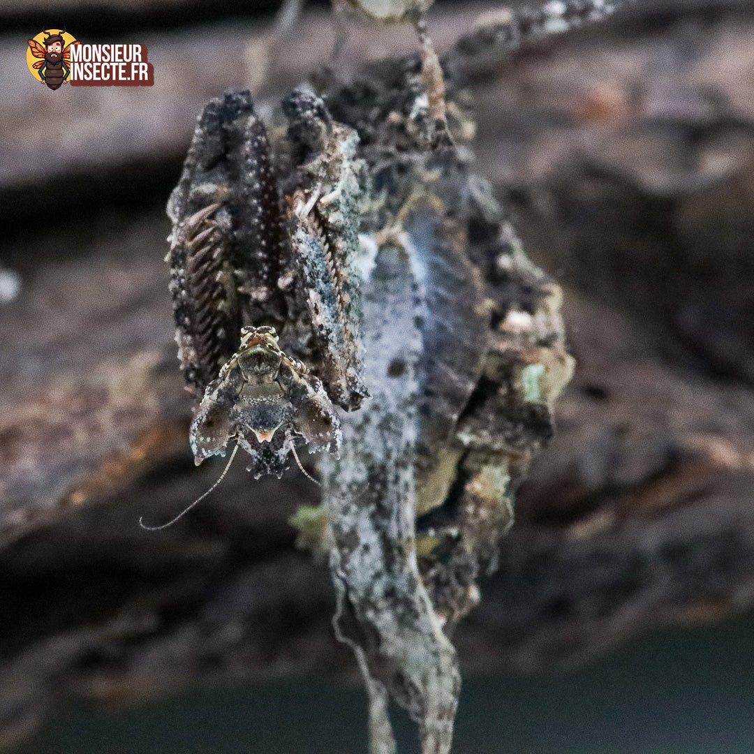 achat_mante_mousse_pseudacanthops_lobipes_2