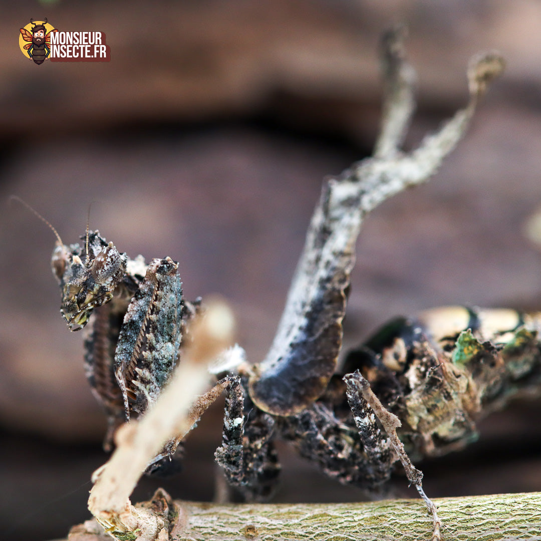 achat_mante_mousse_pseudacanthops_lobipes_3