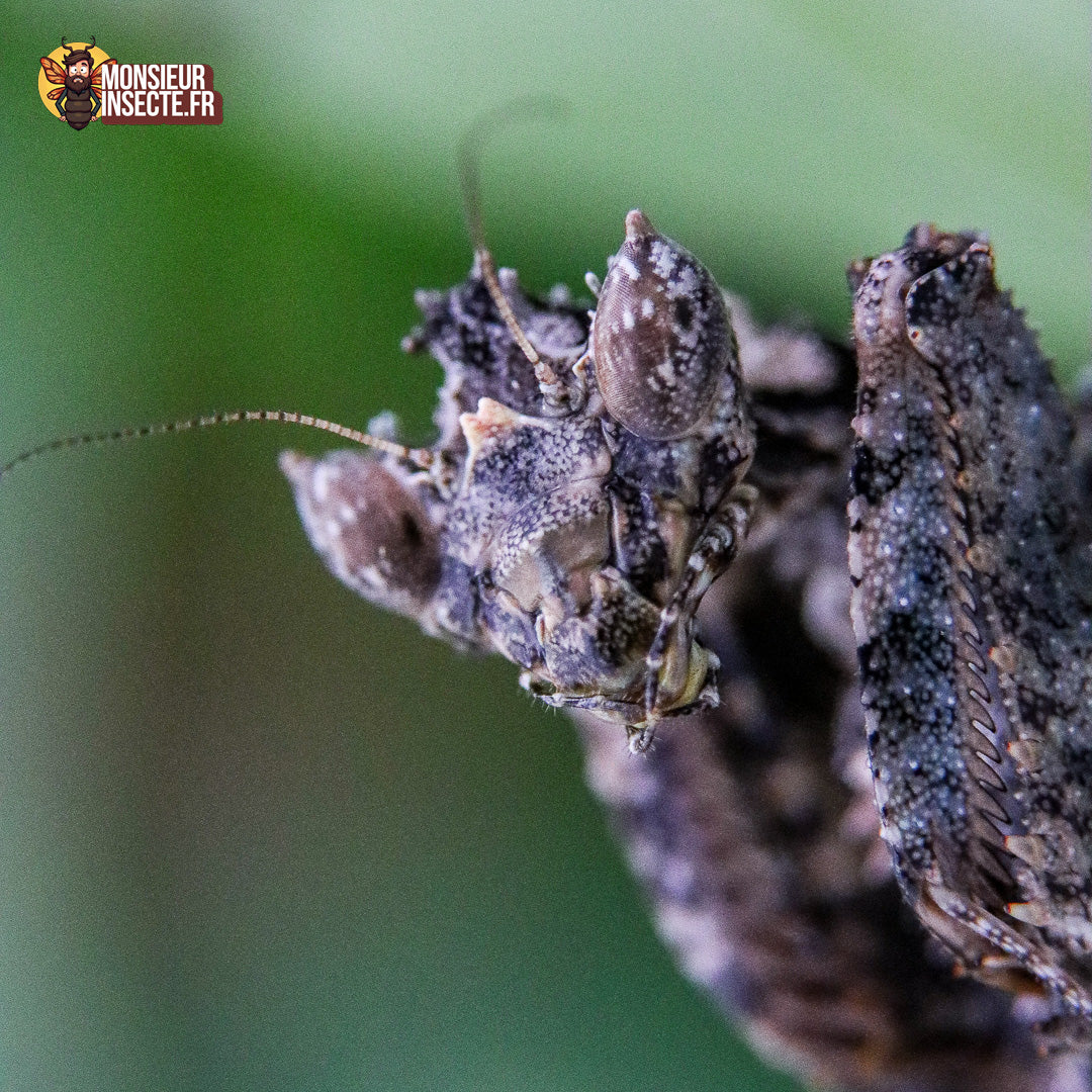 achat_mante_mousse_pseudacanthops_lobipes_4