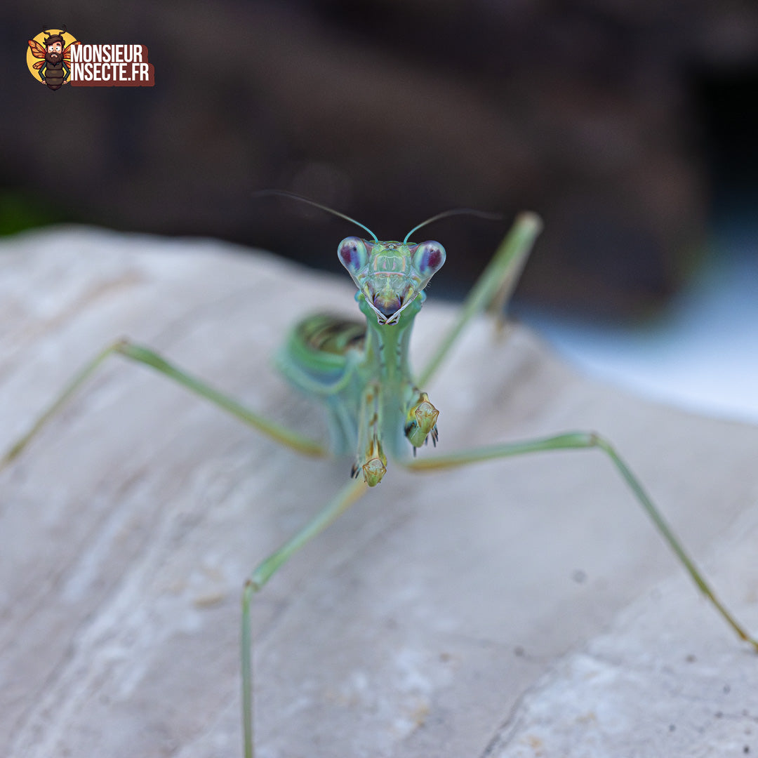 achat omomantis Zebrata 3