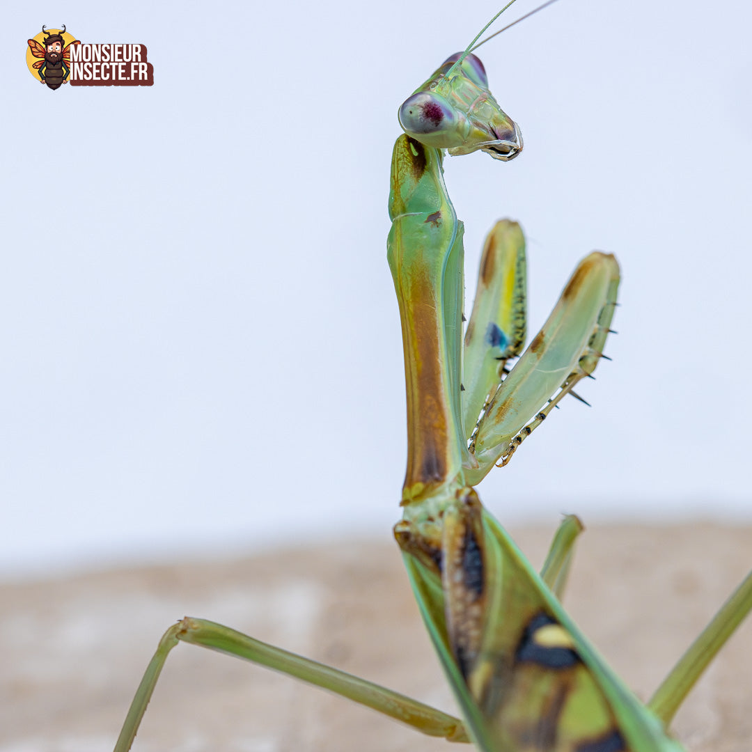 achat omomantis Zebrata 4