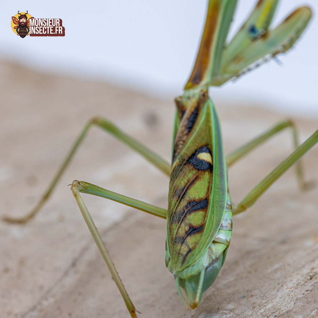 achat omomantis Zebrata 5