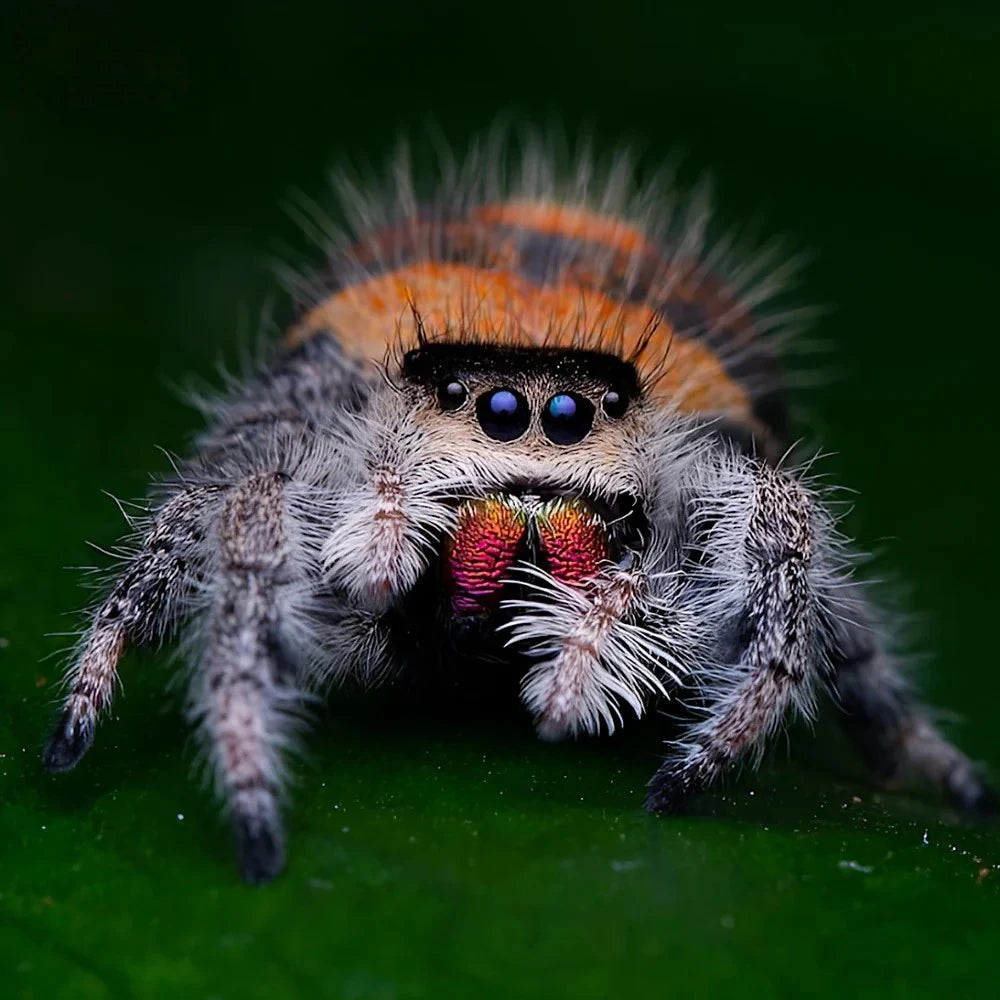 achat_phidippus_regius 1