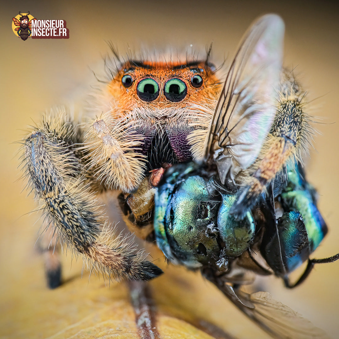 achat phidippus regius Rastafari 2