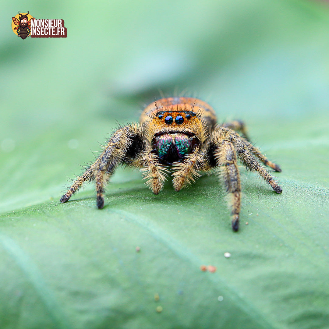 achat phidippus regius Rastafari 3