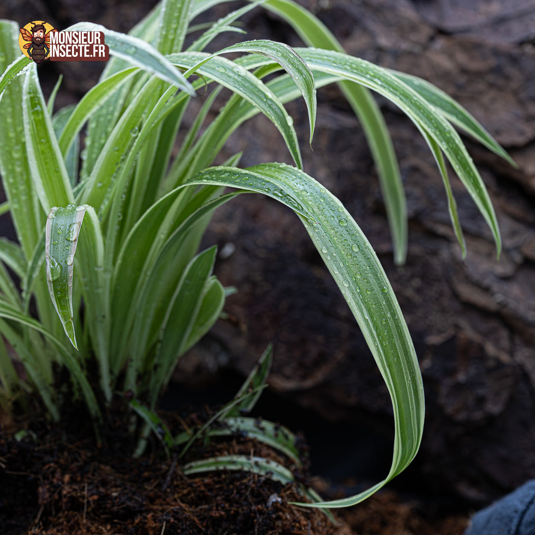 achat plante araignée 1